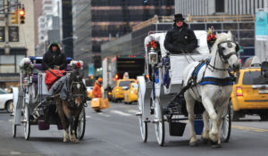 Horse Escape Chaos: Carriage Break Sends NYC Streets Into Frenzy!