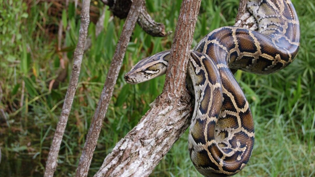 Study Reveals Use Of Pythons For Farming - Civil Deadline